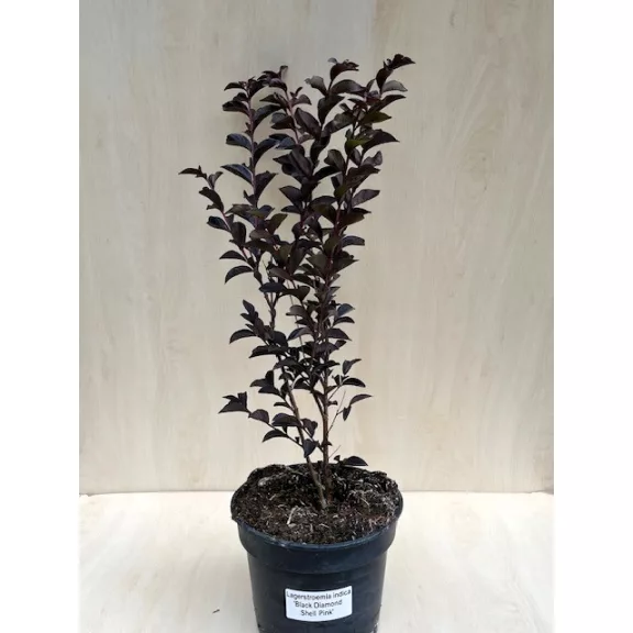 Lagerstroemia Black Diamond® Lagerstroemia Black Diamond®