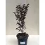 Lagerstroemia Black Diamond® 
