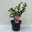 Lagerstroemia indica  