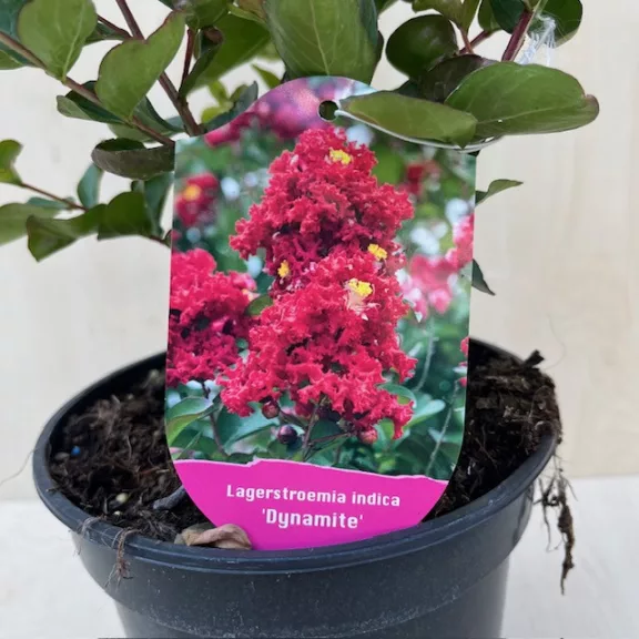 Lagerstroemia indica  