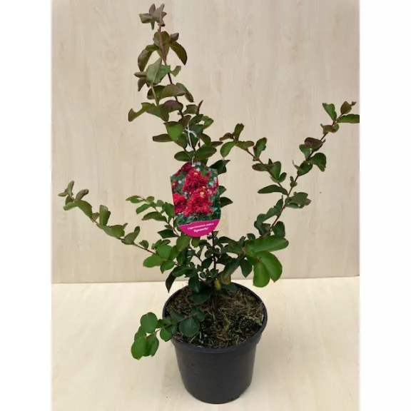 Lagerstroemia indica  