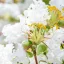 Lagerstroemia indica 'With Love Virgin'