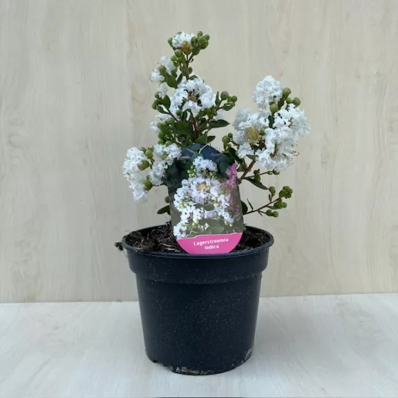 Lagerstroemia indica 'With Love Virgin'