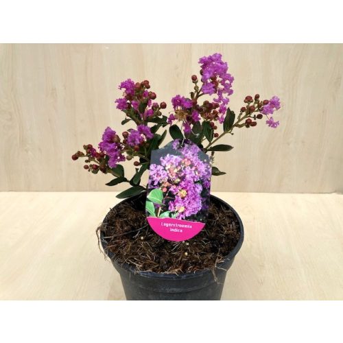 Lagerstroemia indica  'With Love Eternal'