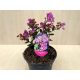 Lagerstroemia indica  'With Love Eternal'