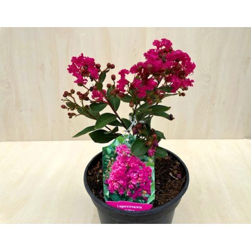 Lagerstroemia indica 'With Love Kiss'