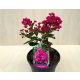 Lagerstroemia indica 'With Love Kiss'