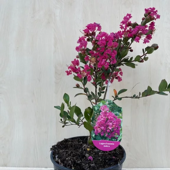 After blooming - Lagerstroemia indica 'With Love Kiss'