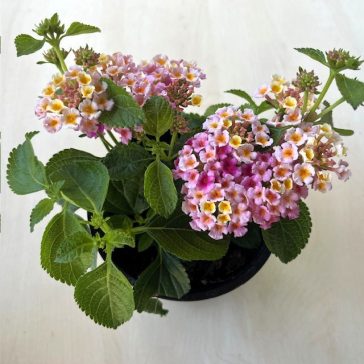 Lantana camara