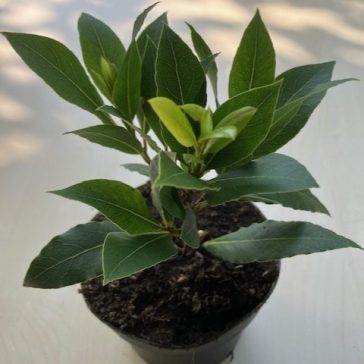 Laurus nobilis