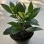 Laurus nobilis