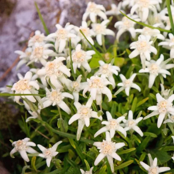 Leontopodium alpinum Leontopodium alpinum