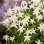 Leontopodium alpinum