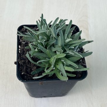 Leontopodium alpinum