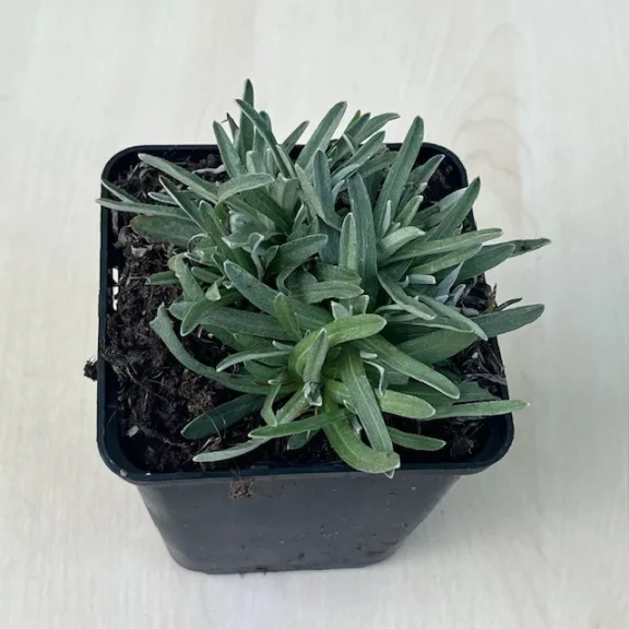 Leontopodium alpinum Leontopodium alpinum