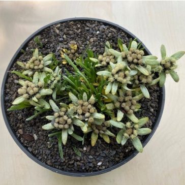 Leontopodium alpinum