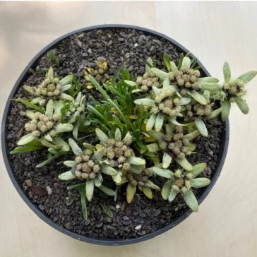Leontopodium alpinum