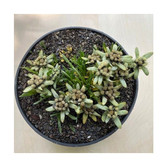 Leontopodium alpinum