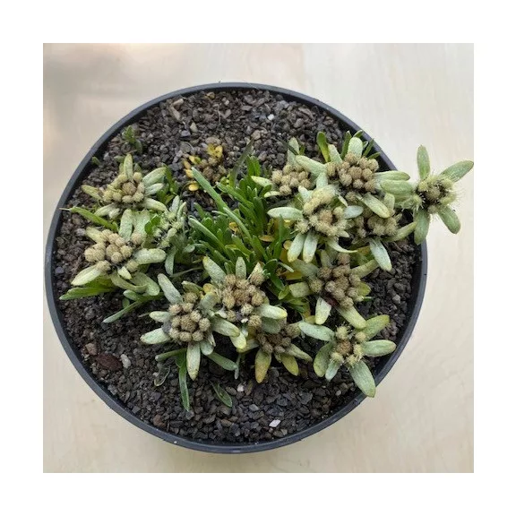 Leontopodium alpinum Leontopodium alpinum