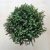 Leptinella Squalida
