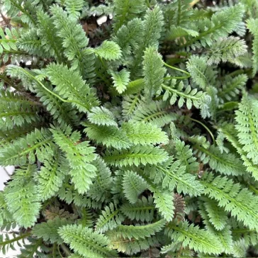 Leptinella Squalida