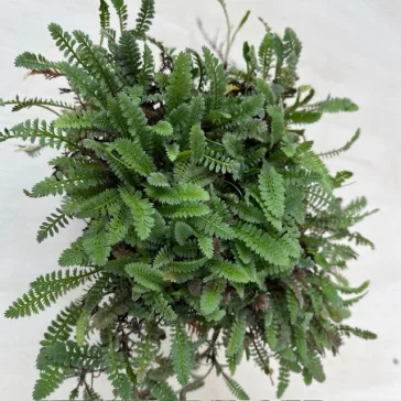 Leptinella Squalida