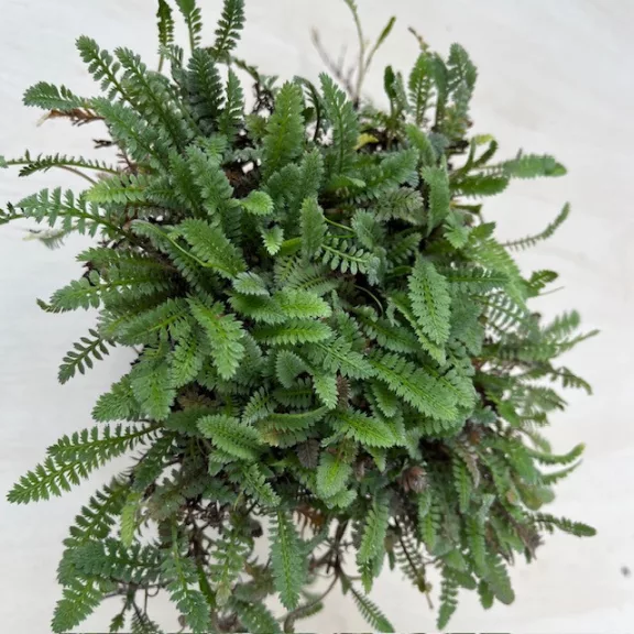 Leptinella Squalida