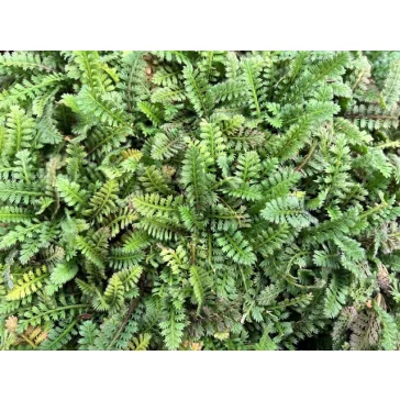 Leptinella Squalida