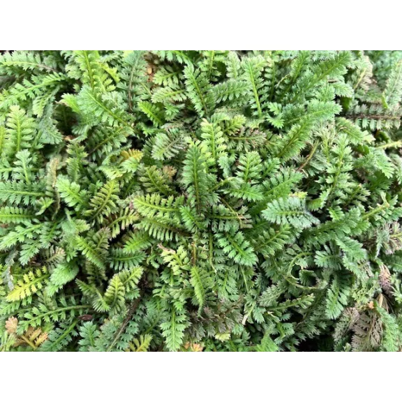 Leptinella Squalida