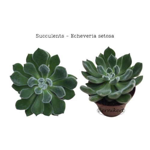 Obrázok na stiahnutie Echeveria setosa