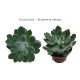 Obrázok na stiahnutie Echeveria setosa