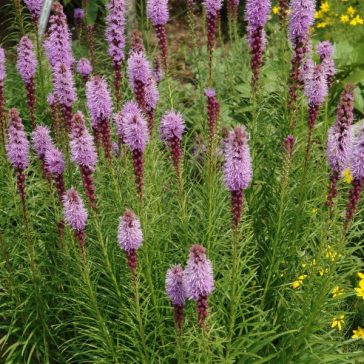 Liatris spicata 'Kobold'
