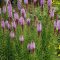 Liatris spicata 'Kobold'