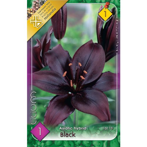 L'alia 'Asiatic Black'