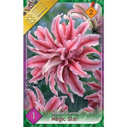 L'alia 'Magic Star'