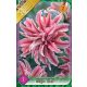 L'alia 'Magic Star'