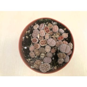 Lithops