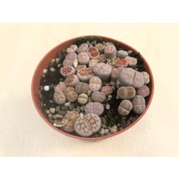 Lithops