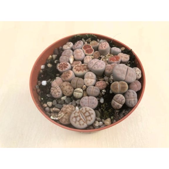 Lithops