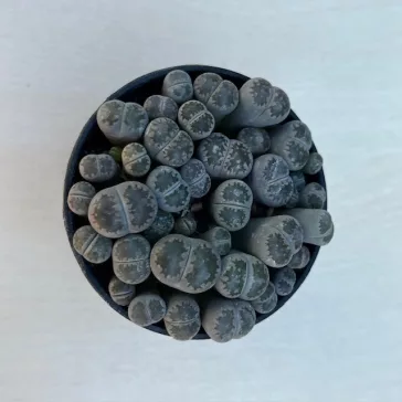 Lithops