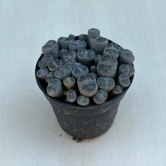 Lithops Lithops