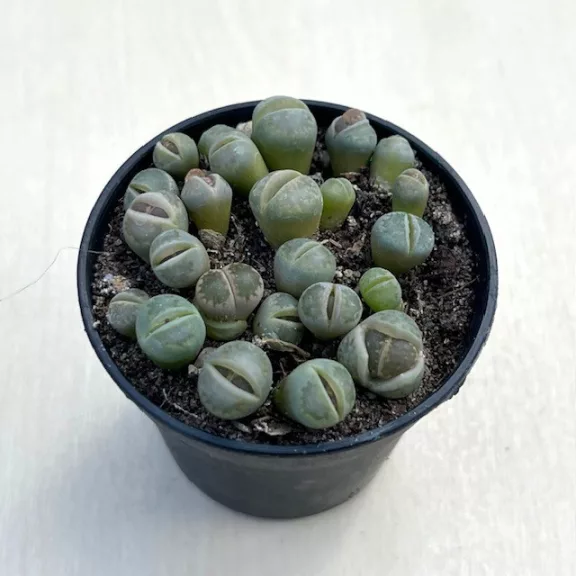 Lithops Lithops