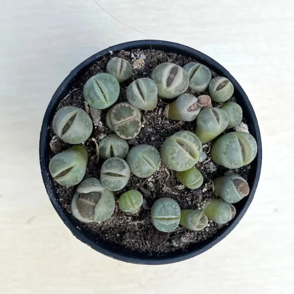 Lithops Lithops
