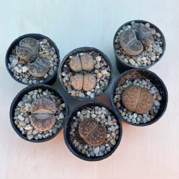 Lithops (1 ks)