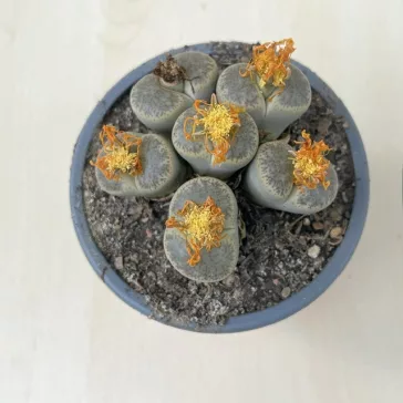 Lithops