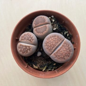 Lithops