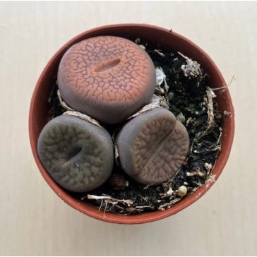 Lithops