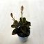 Ludisia discolor Extra