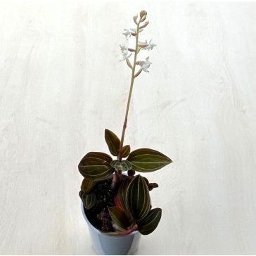 Ludisia discolor Extra