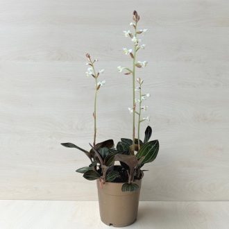 Ludisia discolor Extra